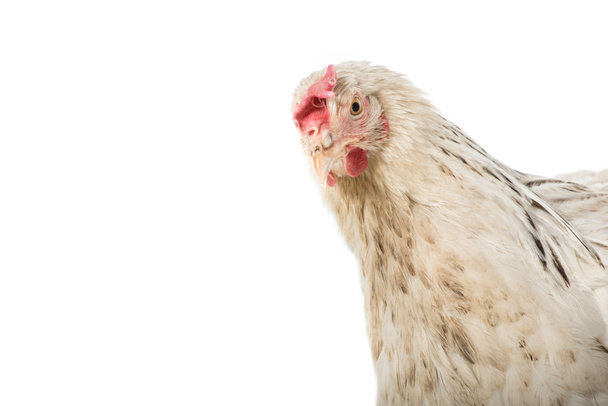 close-up view of beautiful white hen looking at camera isolated on white - Photo, Image