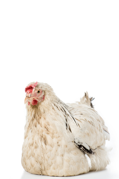 крупным планом вид красивой белой курицы, лежащей изолированно на белом
  - Фото, изображение