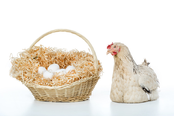 hen with wicker basket and eggs isolated on white - Photo, Image