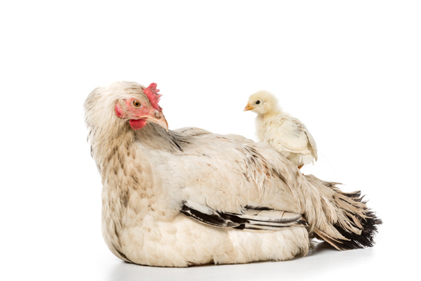 ihana pieni kana seisoo kana eristetty valkoinen
  - Valokuva, kuva