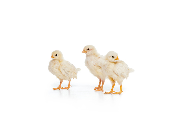 vue rapprochée de trois adorables petits poulets isolés sur blanc
 - Photo, image