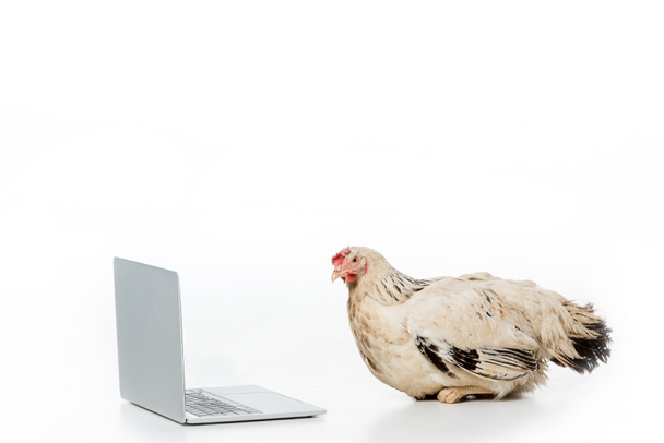 pollo mirando portátil abierto aislado en blanco
 - Foto, imagen
