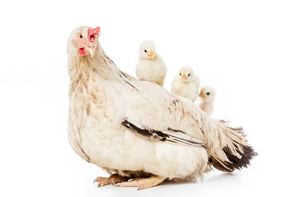милые маленькие цыплята сидят на курице изолированные на белом
  - Фото, изображение