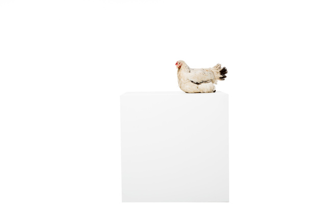 chicken on blank white cube isolated on white - Photo, Image