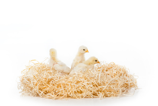 three adorable little chicks on nest isolated on white - Foto, Imagem