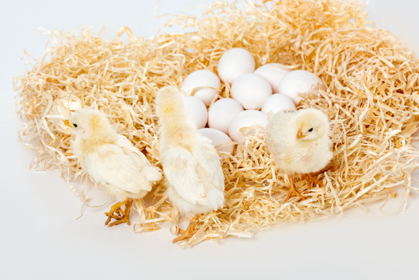 adorable little chickens on nest with eggs isolated on white - Photo, Image