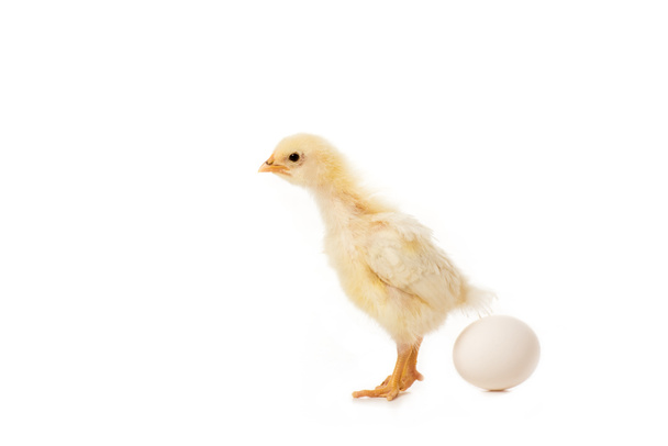 close-up view of cute little chicken with egg isolated on white - Photo, Image