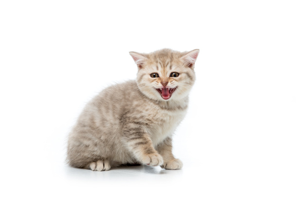 aranyos bolyhos cica meowing, és látszó-on fényképezőgép, elszigetelt fehér  - Fotó, kép