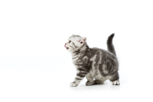 cute little kitten with tongue out looking away isolated on white - Foto, Bild