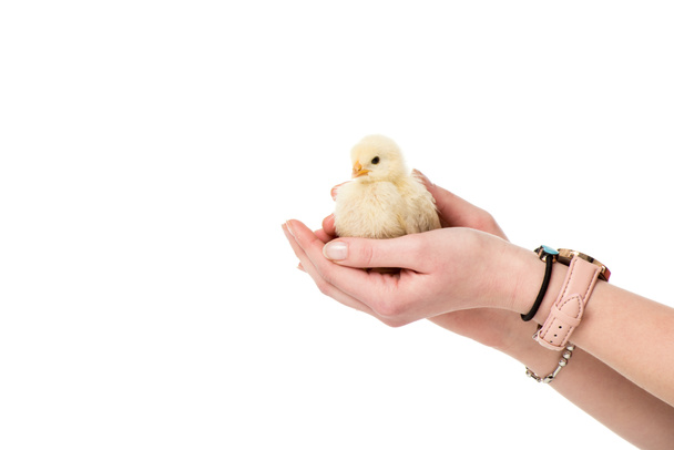 vista parcial de la persona sosteniendo lindo polluelo en manos aisladas en blanco
 - Foto, imagen