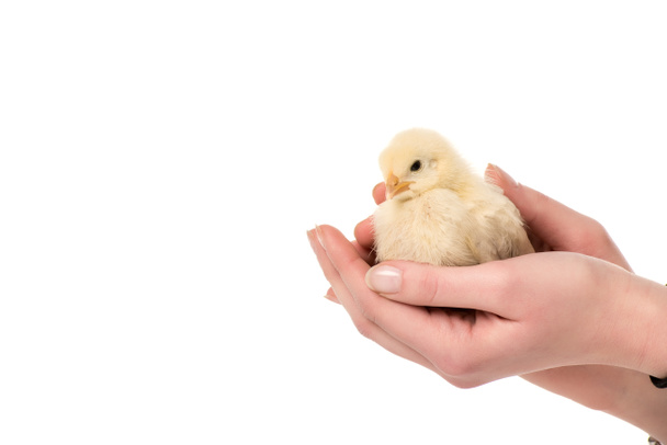 cropped shot of person holding cute little chicken in hands isolated on white - Fotó, kép