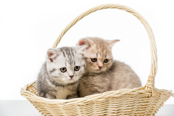 adorables chatons moelleux assis dans un panier en osier isolé sur blanc
   - Photo, image