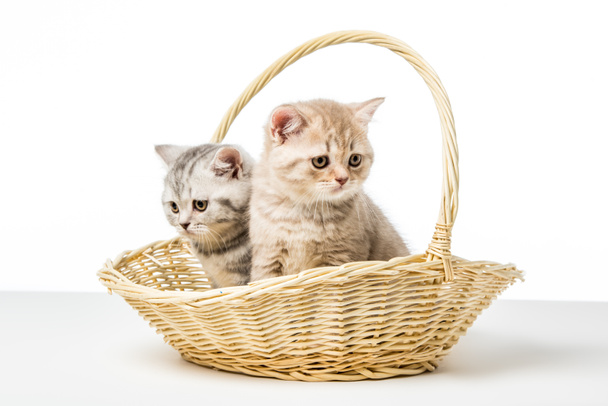 kotki puszysty siedzący w wiklinowym koszu na blat - Zdjęcie, obraz