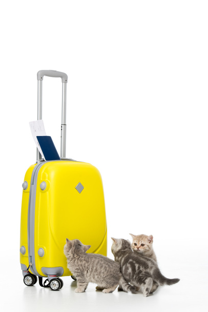 Три очаровательных котенка рядом с желтым чемоданом с паспортом и билетом изолированы на белом
 - Фото, изображение