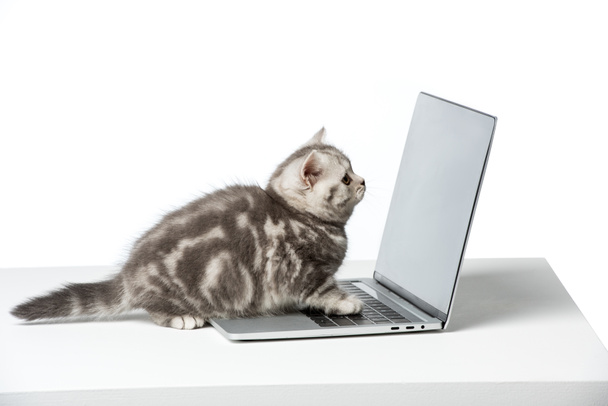 mignon petit chaton à l'aide d'un ordinateur portable avec écran blanc sur le dessus de table
 - Photo, image