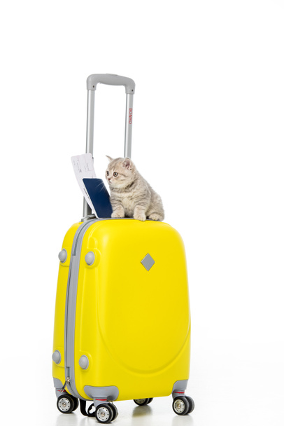 kitten with passport and ticket on yellow suitcase isolated on white - Photo, Image