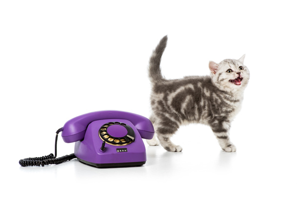 χαριτωμένο μικρό γατάκι με μωβ περιστροφικό τηλέφωνο που απομονώνονται σε λευκό   - Φωτογραφία, εικόνα