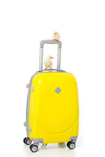 lindos pollitos en maleta amarilla aislada en blanco
 - Foto, Imagen