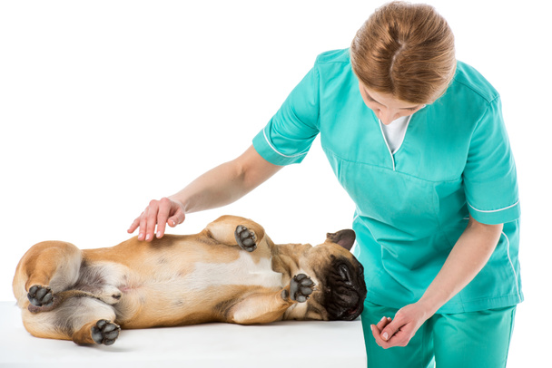 dierenarts in uniforme behandeling van de Franse bulldog geïsoleerd op wit - Foto, afbeelding