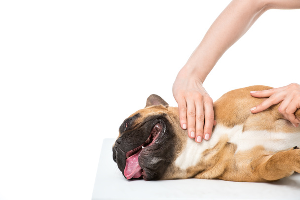 levágott szemcsésedik-ból állatorvos vizsgálja elszigetelt fehér francia bulldog - Fotó, kép