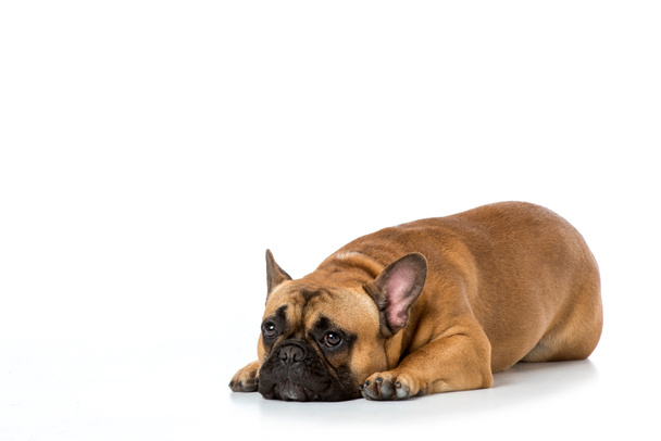 Close-up van leuke Franse bulldog geïsoleerd op wit - Foto, afbeelding