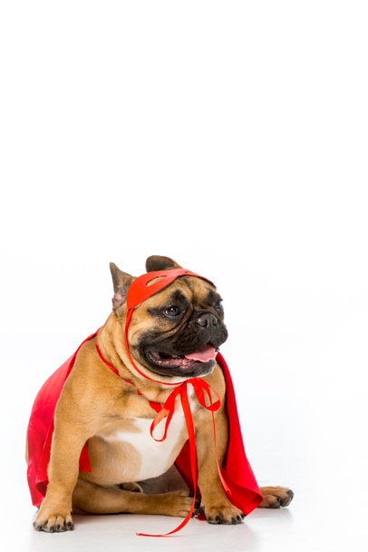 cute french bulldog in red superhero cape and mask isolated on white - 写真・画像