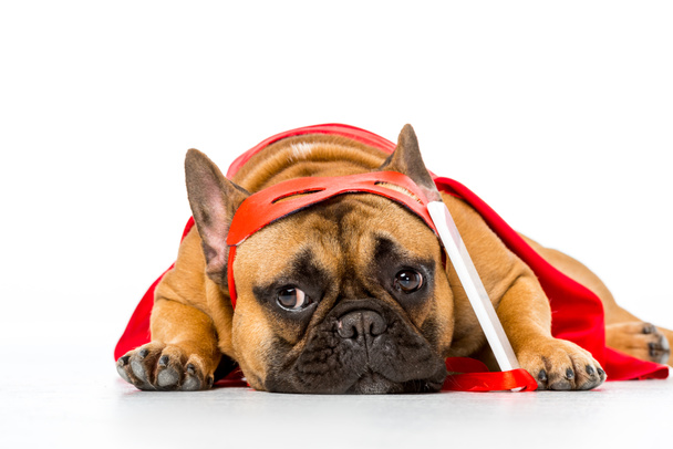 Close-up van leuke Franse bulldog in superheld kostuum met smartphone geïsoleerd op wit - Foto, afbeelding