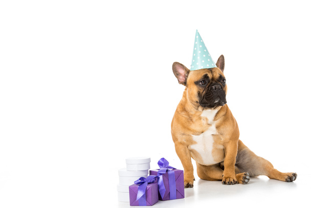 bulldog francés en cono de fiesta sentado cerca de regalos envueltos aislados en blanco
 - Foto, Imagen