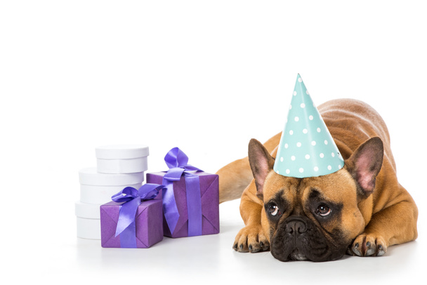 french bulldog in party cone lying near wrapped gifts isolated on white - Foto, imagen