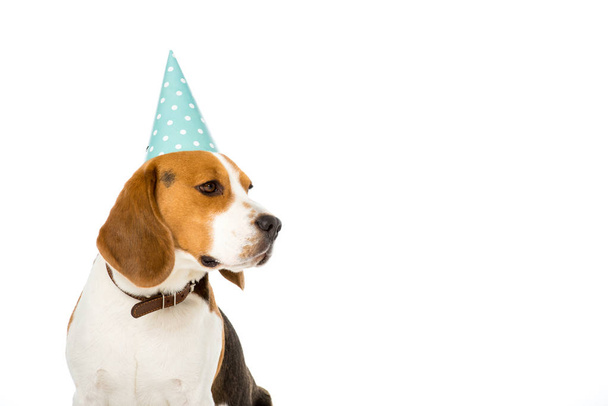 vista lateral do cão beagle no cone do partido isolado no branco
 - Foto, Imagem