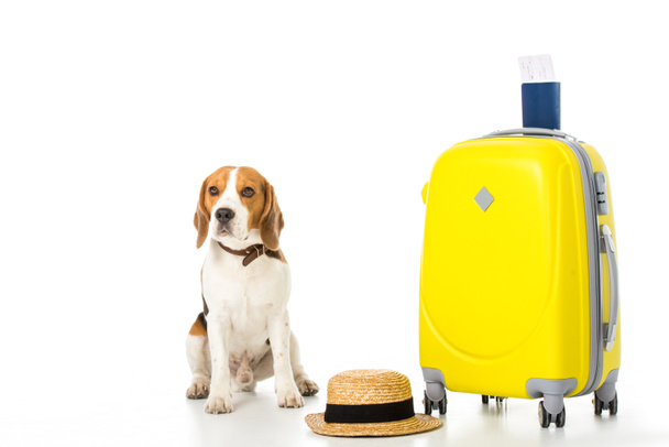 Beagle kutya bőrönd, útlevelet, jegyet, és elszigetelt fehér szalmakalap - Fotó, kép