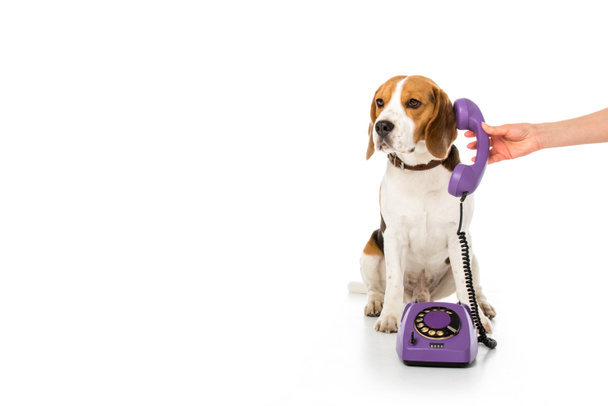 partial view of woman giving telephone tube to adorable beagle isolated on white - Photo, Image