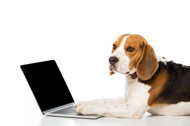 side view of adorable beagle dog with laptop with blank screen isolated on white - 写真・画像