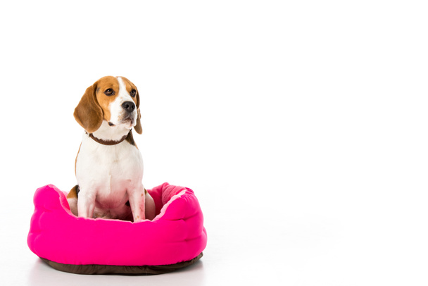 adorable beagle dog sitting on pink mattress isolated on white - Photo, Image