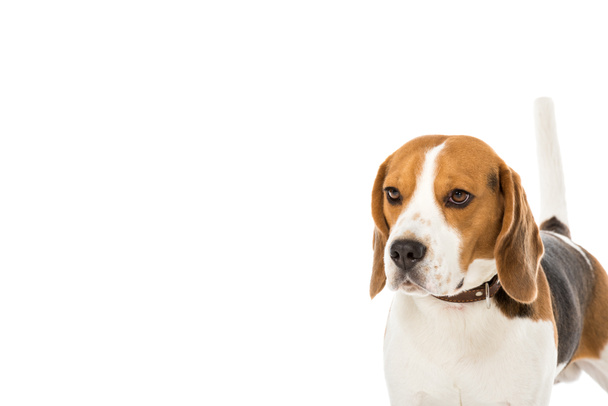 cute beagle dog in collar looking away isolated on white - 写真・画像