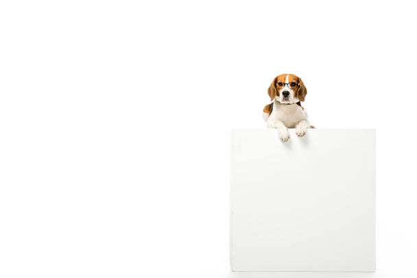 adorable beagle dog wearing eyeglasses and lying on white cube isolated on white - Фото, изображение