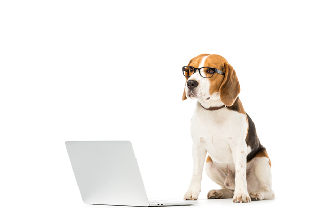 adorable beagle chien dans des lunettes avec ordinateur portable isolé sur blanc
 - Photo, image