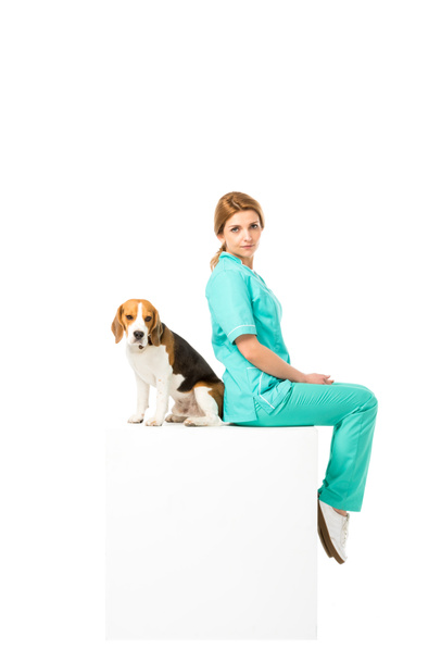 veterinario en uniforme sentado en cubo blanco junto con el perro beagle aislado en blanco
 - Foto, Imagen
