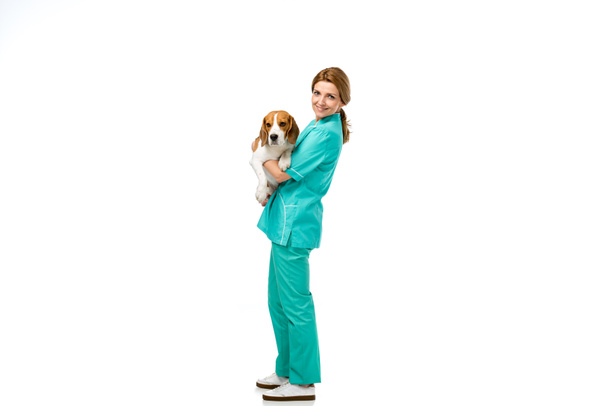 veterinario sonriente en uniforme con perro beagle en manos aisladas en blanco
 - Foto, Imagen