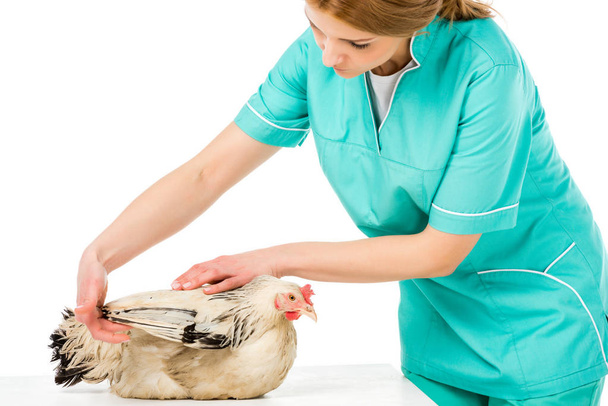 ritratto di veterinario esaminando pollo isolato su bianco
 - Foto, immagini