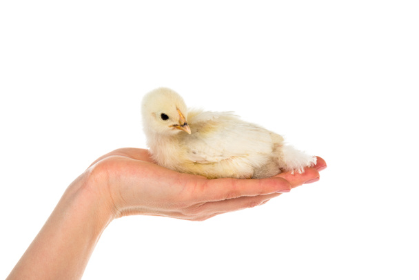 cropped shot of woman holding cute chick in hand isolated on white - Photo, Image