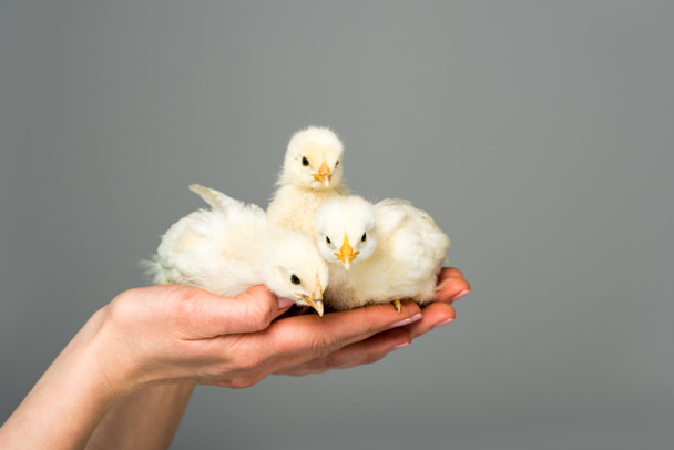 partial view of woman holding cute little chicks in hands isolated on grey - Foto, imagen