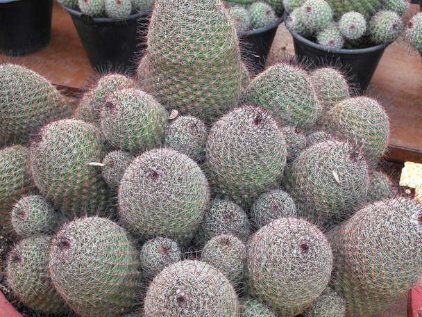 Cactus de barril de anzuelo
 - Foto, Imagen