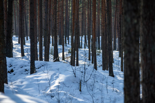 χειμώνα αγροτική σκηνή με χιόνι και δέντρο κορμούς στο κρύο - Φωτογραφία, εικόνα