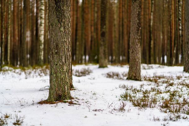 χειμώνα αγροτική σκηνή με χιόνι και δέντρο κορμούς στο κρύο - Φωτογραφία, εικόνα