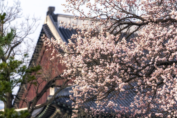 Apricot flower tree in gyeongbok palace - Photo, Image