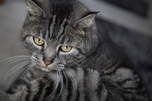 Greay Cat gele ogen close-up - Foto, afbeelding