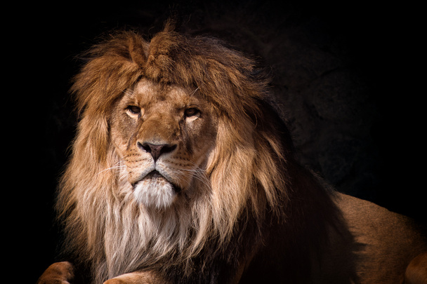 muotokuva leijona etsii
 - Valokuva, kuva