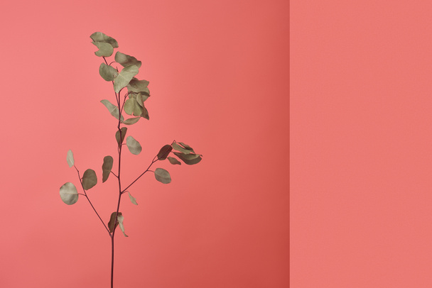 rama de la hermosa planta de eucalipto en rojo
 - Foto, imagen