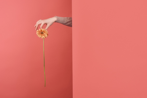 vrouw uitsteekt gerbera bloem achter muur op rood - Foto, afbeelding